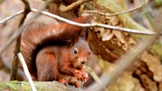 Eichhörnchen (11).jpg